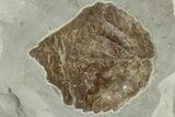 Wide Plate with Five Fossil Leaves - Montana #201339-2